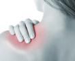 Tendons in shoulder repair